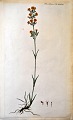 Danish artist 
(18th century): 
Flora Danica 
print planche 
no.1032. 
Published 1787 
- 1799. ...