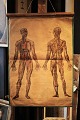 Decorative, old teaching poster of human anatomy, paper on canvas with a really nice patina. ...