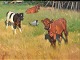Edsberg, Knud 
(1911 - 2003) 
Denmark: Calves 
on a field. Oil 
on canvas. 
Signed. 30 x 40 
...