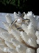 Ladyes, ring 
sterling silver 
925 s. with 
cultured pearl. 
Size 54. Fine 
condition.