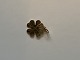 Four-leaf clover in 14 carat goldStamped 585Measures 17.75 mm approxThickness 0.52 mmThe ...
