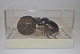 Scarab with 
dung ball, 
Java, 
Indonesia. 20th 
century. 
Mounted in 
plastic box. 
11.5 x 9 x 6.8 
cm.