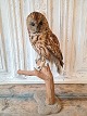 Large, nicely stuffed night owl mounted on a branch. Height 49 cm.