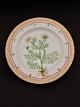 Flora Danica plate 20/3549