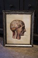 19th century engraving of the anatomy of the human body (head) framed in a 19th century silver ...
