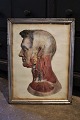 19th century engraving of the anatomy of the human body (head) framed in a 19th century silver ...