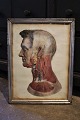 19th century 
engraving of 
the anatomy of 
the human body 
(head) framed 
in a 19th 
century silver 
...