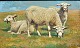 Steffensen, 
Poul (1866 - 
1923) Denmark: 
Three sheep in 
a field. Oil on 
canvas. Signed: 
P. St ...