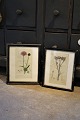 2 decorative old 19th century hand-colored botanical engravings framed in old black wooden ...