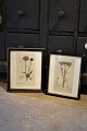 2 decorative 
old 19th 
century 
hand-colored 
botanical 
engravings 
framed in old 
black wooden 
...