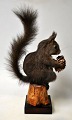 Stuffed 
squirrel, 
Sciurus 
vulgaris, 20th 
century 
Denmark. 
Mounted on 
wooden board 
and piece of 
...