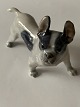 Royal Copenhagen figure of Boston terrier No 1457, 2. Sorting.SOLD