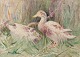 John Murray Thompson (1885-1974), British artist. 
Watercolor on paper. 
Ducks in a landscape.