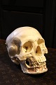 Old lifelike 
skull for 
teaching use in 
plastic / 
rubber 
material.