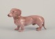 Bing & 
Grøndahl, rare 
porcelain 
figurine of a 
dachshund.
Model number 
1752.
Approximately 
from ...