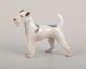 Bing & 
Grøndahl, 
porcelain 
figurine of a 
Wire Fox 
Terrier.
Model number 
2072.
Approximately 
...