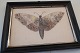 An old composition of a butterfly in the original 
frame
Made of wings from a butterfly
Rare
About 21,5cm x 16cm
In a good condition