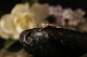 This ladies' 
ring is forged 
with a sense of 
uniqueness. The 
ring is built 
with beautiful 
lines, ...
