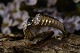 Gold ring in 14 
carats, with 
brilliants and 
blue ...