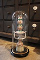 Dekorativ , 
gammel 
cylinderformet 
fransk glas 
Dome / Globe 
på sort træ 
bund til 
udstilling. ...