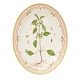 Royal 
Copenhagen 
Flora Danica 
large plate 
3517
L: 36cm
"Elsholtzia 
ceistata 
Willd."