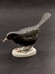 B&G blackbird 
2405 1st 
sorting item 
no. 616045