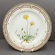 Royal Copenhagen, Flora Danica porcelain; Dinner plate no 3549.Decoration: Hieracium Pilosella ...