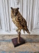 Stuffed owl in excellent condition mounted on natural pine wood.Height 39 cm.