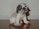 Dahl Jensen 
Figurine, 
English Bulldog 
Puppy
Decoration 
number 1139
Factory First 
...