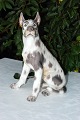 Dahl Jensen 
porcelain 
figurine. DJ 
Great Dane 
seated no. 
1111. Height  
26cm. 2. 
Quality, fine 
...