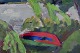 click to zoom