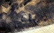 click to zoom