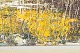 click to zoom
