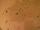 click to zoom