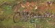 click to zoom