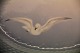 click to zoom