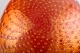 click to zoom