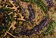 click to zoom