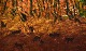 click to zoom
