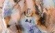 click to zoom