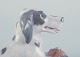 click to zoom