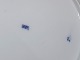 click to zoom