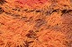 click to zoom