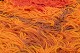 click to zoom