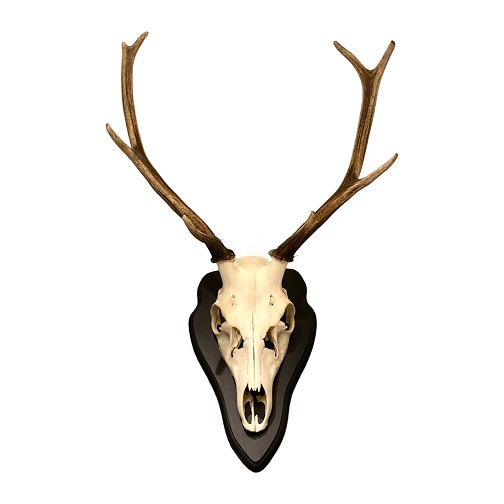 Hunting trophy Red Deer